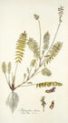 Astragalus hians - Nikolaus Joseph Freiherr von Jacquin — weergave van het kunstwerk