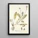 Astragalus hians - Nikolaus Joseph Freiherr von Jacquin — ingelijst kunstwerk aan de muur