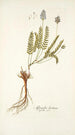 Astragalus leontinus - Nikolaus Joseph Freiherr von Jacquin — weergave van het kunstwerk