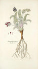 Astragalus uralensis - Nikolaus Joseph Freiherr von Jacquin — weergave van het kunstwerk