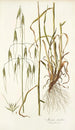 Avena sterilis - Nikolaus Joseph Freiherr von Jacquin — weergave van het kunstwerk