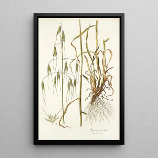 Nikolaus Joseph Freiherr von Jacquin - Avena sterilis.webp