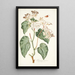 Begonia minor - Nikolaus Joseph Freiherr von Jacquin — ingelijst kunstwerk aan de muur