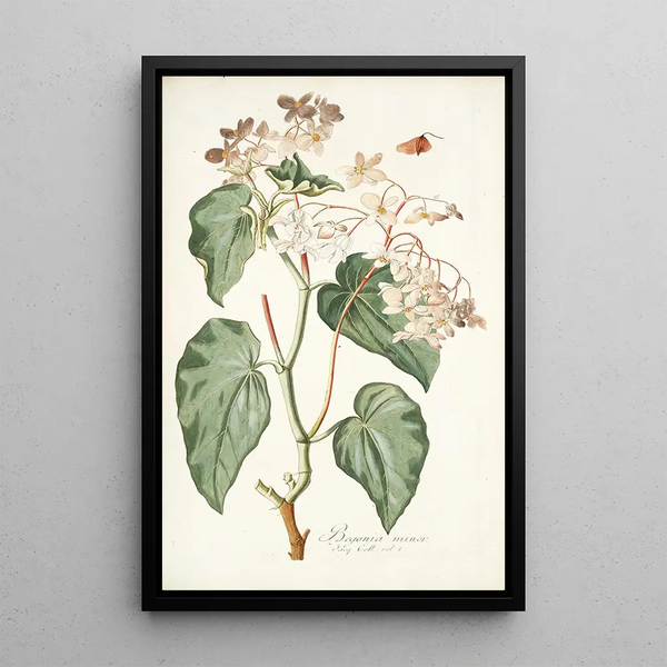 Nikolaus Joseph Freiherr von Jacquin - Begonia minor.webp