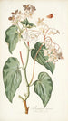 Begonia minor - Nikolaus Joseph Freiherr von Jacquin — weergave van het kunstwerk