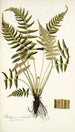 Blechnum occidentale - Nikolaus Joseph Freiherr von Jacquin — weergave van het kunstwerk