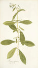 Borago zeylanica - Nikolaus Joseph Freiherr von Jacquin — weergave van het kunstwerk