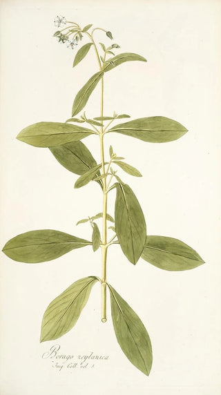 Nikolaus Joseph Freiherr von Jacquin - Borago zeylanica.webp