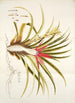 Bromelia humilis - Nikolaus Joseph Freiherr von Jacquin — weergave van het kunstwerk