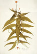 Budlea capitata - Nikolaus Joseph Freiherr von Jacquin — weergave van het kunstwerk