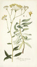 Bupleurum arborescens - Nikolaus Joseph Freiherr von Jacquin — weergave van het kunstwerk