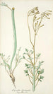 Cacalia laciniata - Nikolaus Joseph Freiherr von Jacquin — weergave van het kunstwerk