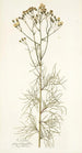 Cacalia peucedanifolia - Nikolaus Joseph Freiherr von Jacquin — weergave van het kunstwerk