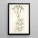 Cacalia peucedanifolia - Nikolaus Joseph Freiherr von Jacquin — ingelijst kunstwerk aan de muur