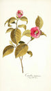 Camellia japonica - Nikolaus Joseph Freiherr von Jacquin | Reproduction — weergave van het kunstwerk