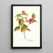 Camellia japonica - Nikolaus Joseph Freiherr von Jacquin | Reproduction — ingelijst kunstwerk aan de muur