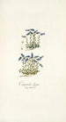 Campanula zoysii - Nikolaus Joseph Freiherr von Jacquin — weergave van het kunstwerk