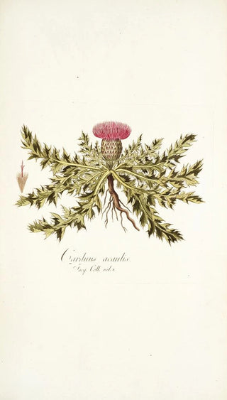 Nikolaus Joseph Freiherr von Jacquin - Carduus acaulis.webp