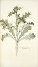 Carduus arabicus - Nikolaus Joseph Freiherr von Jacquin — weergave van het kunstwerk