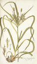 Carex hermaphrodita - Nikolaus Joseph Freiherr von Jacquin — weergave van het kunstwerk