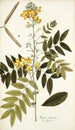 Cassia chinensis - Nikolaus Joseph Freiherr von Jacquin — weergave van het kunstwerk