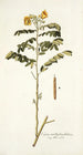 Cassia multiglandulosa - Nikolaus Joseph Freiherr von Jacquin — weergave van het kunstwerk