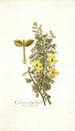 Cassia polyphylla - Nikolaus Joseph Freiherr von Jacquin — weergave van het kunstwerk