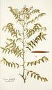 Cassia ruscifolia - Nikolaus Joseph Freiherr von Jacquin — weergave van het kunstwerk