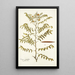 Cassia ruscifolia - Nikolaus Joseph Freiherr von Jacquin — ingelijst kunstwerk aan de muur