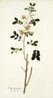 Cassia sennoides - Nikolaus Joseph Freiherr von Jacquin — weergave van het kunstwerk