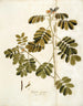 Cassia gevoelig - Nikolaus Joseph Freiherr von Jacquin — weergave van het kunstwerk