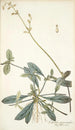Celosia procumbens - Nikolaus Joseph Freiherr von Jacquin — weergave van het kunstwerk
