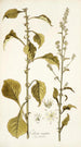 Celosia virgata - Nikolaus Joseph Freiherr von Jacquin — weergave van het kunstwerk