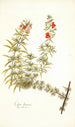 Celsia linearis - Nikolaus Joseph Freiherr von Jacquin — weergave van het kunstwerk
