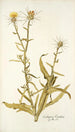 Centaurea verutum - Nikolaus Joseph Freiherr von Jacquin — weergave van het kunstwerk