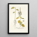 Chenopodium caudatum - Nikolaus Joseph Freiherr von Jacquin — ingelijst kunstwerk aan de muur