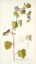 Cissampelos smilacina - Nikolaus Joseph Freiherr von Jacquin — weergave van het kunstwerk