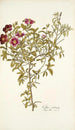 Cistus cretensis - Nikolaus Joseph Freiherr von Jacquin — weergave van het kunstwerk