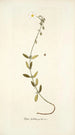 Cistus foetidus - Nikolaus Joseph Freiherr von Jacquin — weergave van het kunstwerk