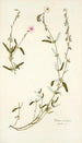 Cistus mutabilis - Nikolaus Joseph Freiherr von Jacquin — weergave van het kunstwerk