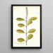 Citharexylum erectum - Nikolaus Joseph Freiherr von Jacquin — ingelijst kunstwerk aan de muur