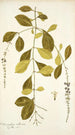 Citharexylum villosum - Nikolaus Joseph Freiherr von Jacquin — weergave van het kunstwerk