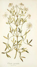 Clematis angustifolia - Nikolaus Joseph Freiherr von Jacquin — weergave van het kunstwerk