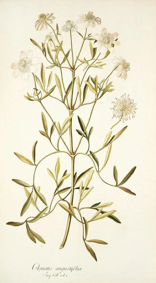 Nikolaus Joseph Freiherr von Jacquin - Clematis angustifolia.webp