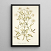 Clematis angustifolia - Nikolaus Joseph Freiherr von Jacquin — ingelijst kunstwerk aan de muur