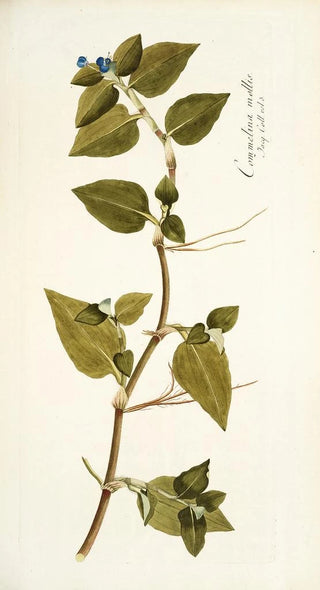 Nikolaus Joseph Freiherr von Jacquin - Commelina mollis.webp