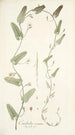 Convolvulus crenatus - Nikolaus Joseph Freiherr von Jacquin — weergave van het kunstwerk