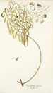 Convolvulus floridus - Nikolaus Joseph Freiherr von Jacquin — weergave van het kunstwerk