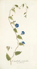Convolvulus pentanthus - Nikolaus Joseph Freiherr von Jacquin — weergave van het kunstwerk