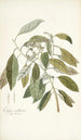Conyza carolinensis - Nikolaus Joseph Freiherr von Jacquin — weergave van het kunstwerk